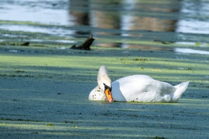 Swan and Heron in Balance