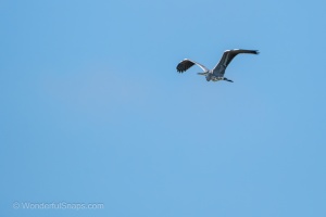 Swan and Heron in Balance