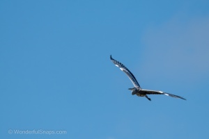 Swan and Heron in Balance