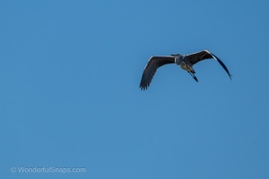 Swan and Heron in Balance