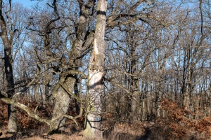 Winter Stillness at the Temple of Diana