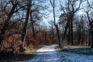 Winter Stillness at the Temple of Diana
