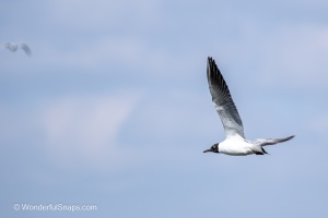 Mallards and Black-headed Gull at Jaroslavice Ponds