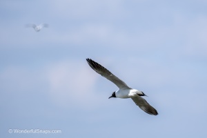 Mallards and Black-headed Gull at Jaroslavice Ponds