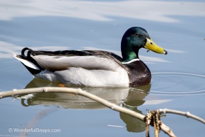Mallards and Black-headed Gull at Jaroslavice Ponds