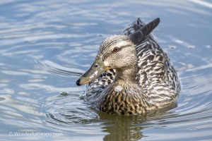 Mallards and Black-headed Gull at Jaroslavice Ponds