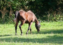 Horses grazing on a pasture
