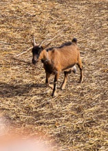 Spilberk and Cathedral of St. Peter and Paul