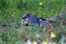 An Eurasian Jay in the Kromeriz Park on a Hunt