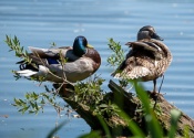 Wild Ducks at Peace in the Dubnany Waters