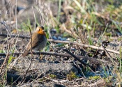 European Robin (Erithacus rubecula) in the winter grass
